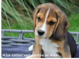 Chiots Beagles tricolores LOF disponibles à la vente
