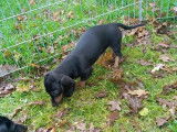 4 chiots Teckels Nains à poil ras LOF à acheter