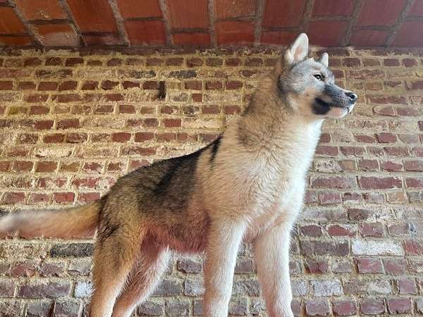 Chiot mâle Husky de Sibérie LOF à vendre