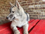 Chiot m&acirc;le Husky de Sib&eacute;rie LOF &agrave; vendre