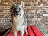 Chiot m&acirc;le Husky de Sib&eacute;rie LOF &agrave; vendre