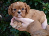 4 chiots Cavaliers King Charles LOF à réserver
