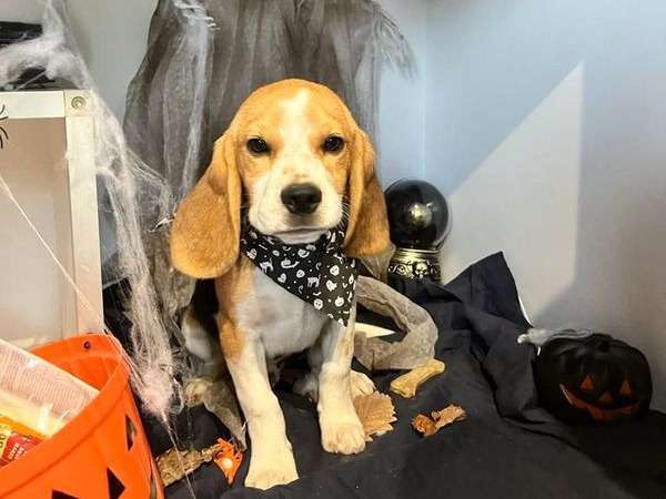 5 chiots Beagles LOF disponibles à la vente