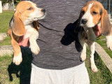 5 chiots Beagles LOF disponibles à la vente