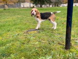 5 chiots Beagles LOF disponibles à la vente