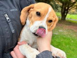 5 chiots Beagles LOF disponibles à la vente