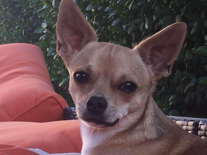 Étalon Chihuahua sable pour saillie