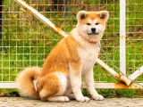 Chiot Akita Inu femelle LOF à vendre