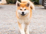 Chiot Akita Inu femelle LOF à vendre