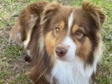 Recherche femelle Berger Australien pour saillie