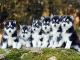 Chiots Pomsky de qualit&eacute; &agrave; vendre