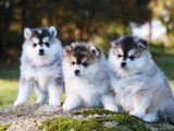 Chiots Pomsky de qualit&eacute; &agrave; vendre