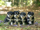 Chiots Pomsky de qualit&eacute; &agrave; vendre