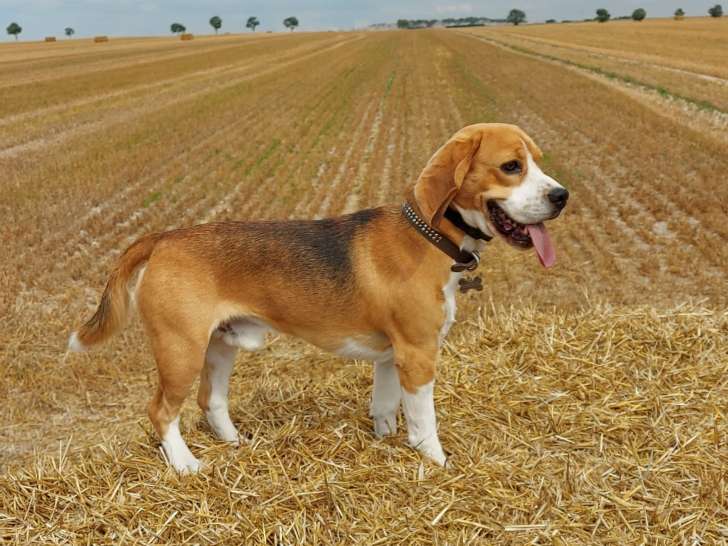 Mâle Beagle pour saillie