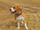 Mâle Beagle pour saillie