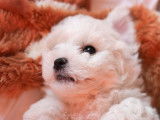 Magnifiques chiots Bichons Frisés LOF