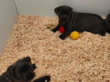 Réservation de 4 chiots Cane Corso LOF de couleur grise