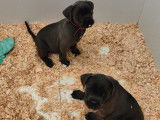 Réservation de 4 chiots Cane Corso LOF de couleur grise