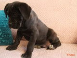 Chiots Cane Corso femelle noir (LOF), &agrave; vendre
