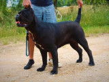 Chiots Cane Corso femelle noir (LOF), &agrave; vendre