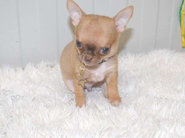 Un chiot Chihuahua LOF mâle fauve à la vente