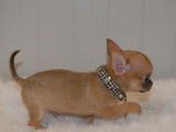 Un chiot Chihuahua LOF mâle fauve à la vente