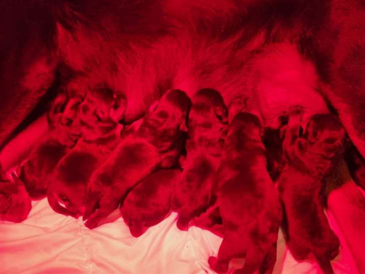Mise à la réservation de 9 chiots Rottweilers LOF