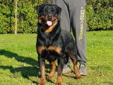 Mise à la réservation de 9 chiots Rottweilers LOF