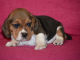 5 chiots Beagles LOF tricolores à réserver