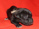 &Agrave; r&eacute;server : 6 chiots Cane Corso (LOF)