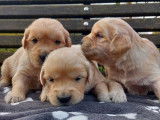À réserver : 4 chiots Golden Retrievers LOF