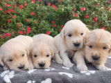 À réserver : 4 chiots Golden Retrievers LOF