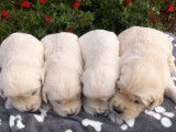 À réserver : 4 chiots Golden Retrievers LOF