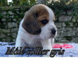 5 chiots Beagles LOF disponibles &agrave; la r&eacute;servation