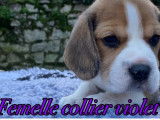 5 chiots Beagles LOF disponibles &agrave; la r&eacute;servation