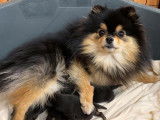 4 chiots Spitz Pomeranian Nains de pure race à réserver
