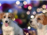3 chiots Jack Russells LOF disponibles à la vente