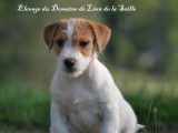 3 chiots Jack Russells LOF disponibles à la vente
