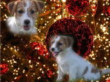 3 chiots Jack Russells LOF disponibles à la vente