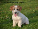 3 chiots Jack Russells LOF disponibles à la vente