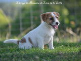 3 chiots Jack Russells LOF disponibles à la vente