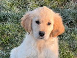 Vente d’un chiot femelle Golden Retriever fauve LOF
