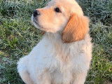 Vente d’un chiot femelle Golden Retriever fauve LOF