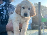 Vente d’un chiot femelle Golden Retriever fauve LOF