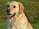 Vente d’un chiot femelle Golden Retriever fauve LOF
