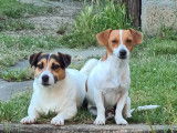 4 chiots Jack Russell Terriers LOF à réserver