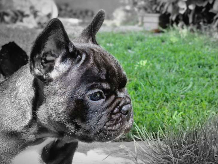Beau chiot de qualité, noir bringé