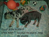 2 loulous  , 1 mal , 1 femelle