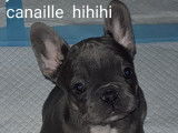 2 loulous  , 1 mal , 1 femelle