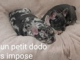 2 loulous  , 1 mal , 1 femelle